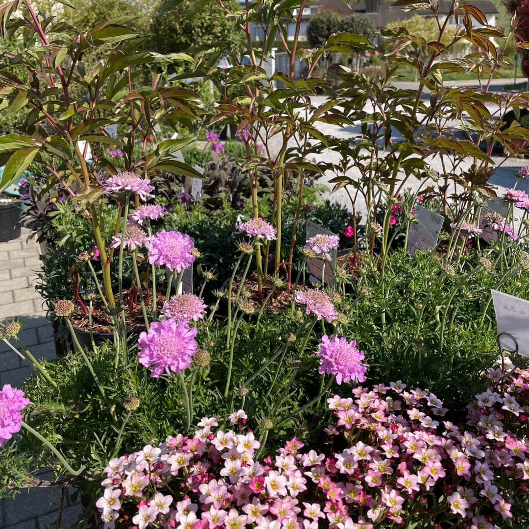 Gartenplanung